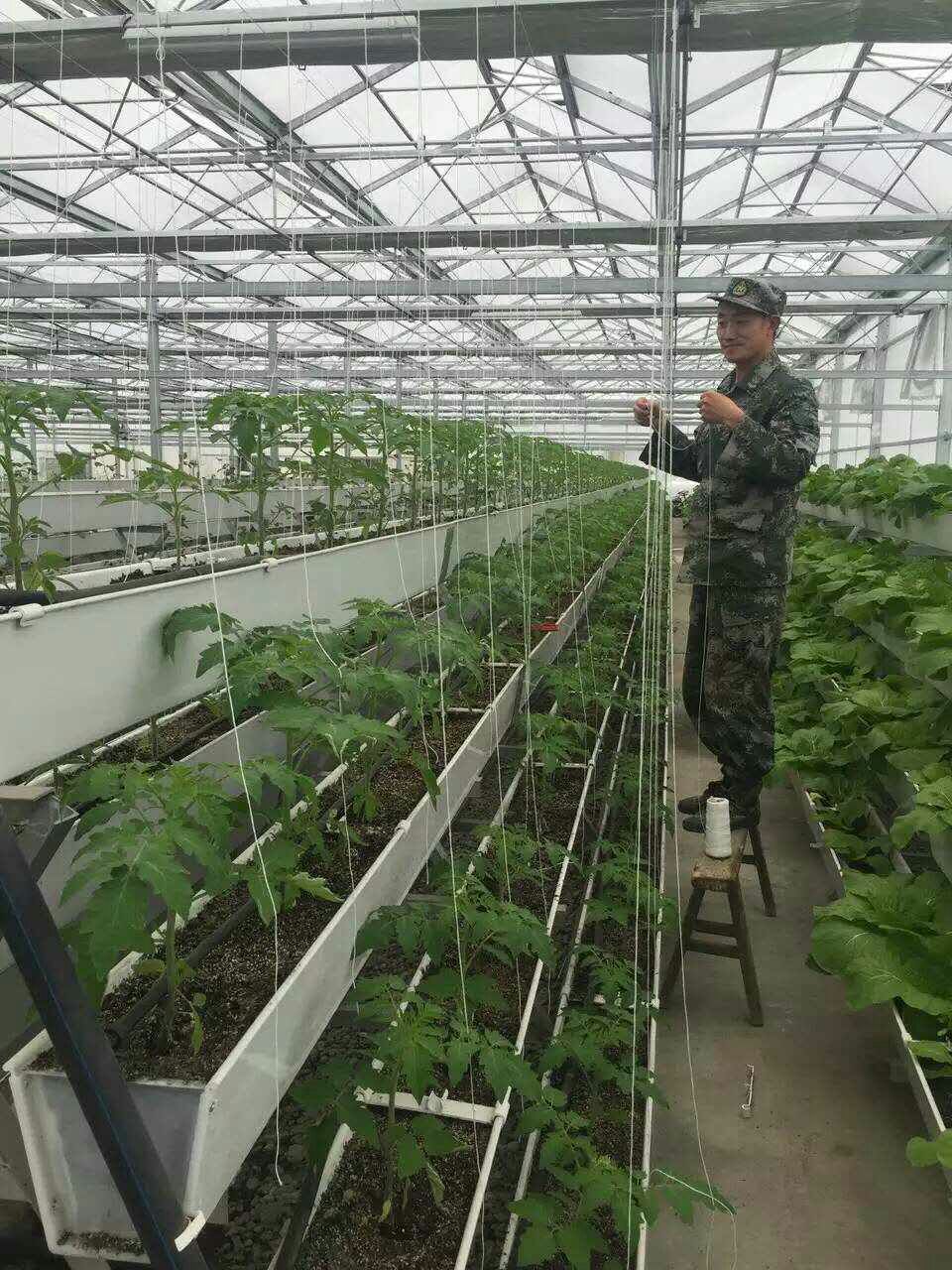 蔬菜香蕉视频你懂的种植槽